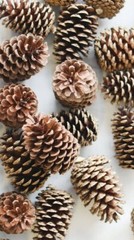 Pine Cones For Isopods, Invertebrates, Reptiles and Amphibians