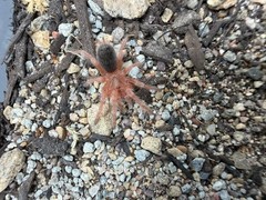 Chilean Rose Hair ‘Red’ Tarantula (Grammostola rosea RCF) – 3/4-1.25 in