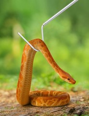 40 Inch Snake Hook Reptile Grabber Telescopic Stainless Steel Catcher Tool Porta