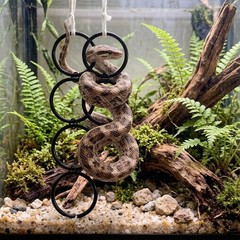 Suction Cup Snake Ring Reptile Climbing Hanging Terrarium Snake Vine Holder