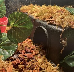 Plastic Reptile Hide M Size – Easy to Clean