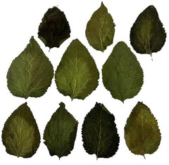 Awesome Aquatic Shrimp Combo Kit 10 Each Catappa, Mulberry and Dadap Leaves, …