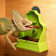 Reptile Feeding Bowl, Feeder for Reptile, Reptile Corner Feeder with Suction Cup