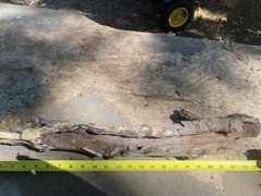 All natural Large Driftwood Log, 23” x 4 “ for Aquarium or Birdcage
