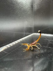 Deathstalker Scorpion (Leiurus quinquestriatus) – 1/4-1/2 in