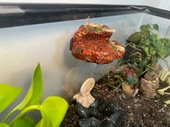 Magnetic Rock Ledges For Terrariums And Cages (Limited Edition) Small LAVA