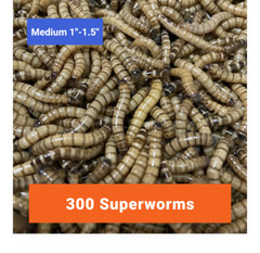 300 MEDIUM SUPERWORMS 1″-1.5″ – Free Shipping, Live Arrival Guarantee
