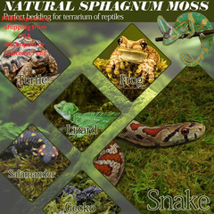 ZeeDix 8 OZ Premium Sphagnum Moss for Reptiles 8oz, 8
