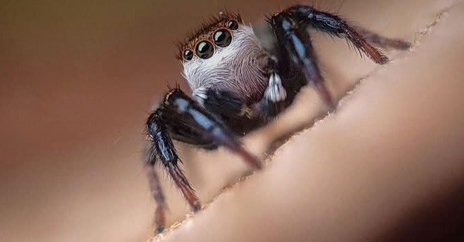 Jumping Spider Black & White with Iridescent Green Chelicerae Markings