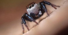 Jumping Spider Black & White with Iridescent Green Chelicerae Markings