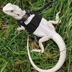 Bearded Dragon Harness and Leash Set, 3 Size Adjustable Soft Leather Reptile …