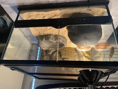 Exo Terra PT260 12″ Natural Terrarium with Beckground