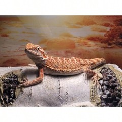 NEW Artificial Birch Log Reptile Hide, Medium Sleeping Cave 6.8×4.5x3in for Geck