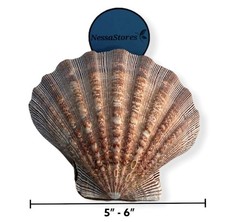 NESSASTORES – Natural Lion Paw Scallop Nautical Dish Beach 6 Pairs, Brown
