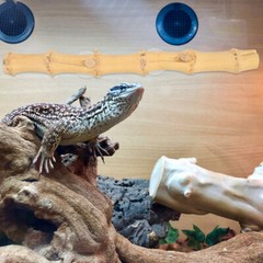 1PC Bearded Dragon Tank Decor Reptile Tree Branch Suction Cup Type Climbing Toy