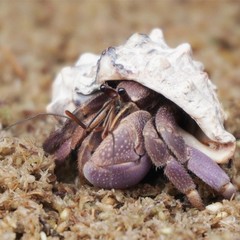 Natural Premium Sphagnum Moss Fiber Substrate Hermit Crab Tank Accessories
