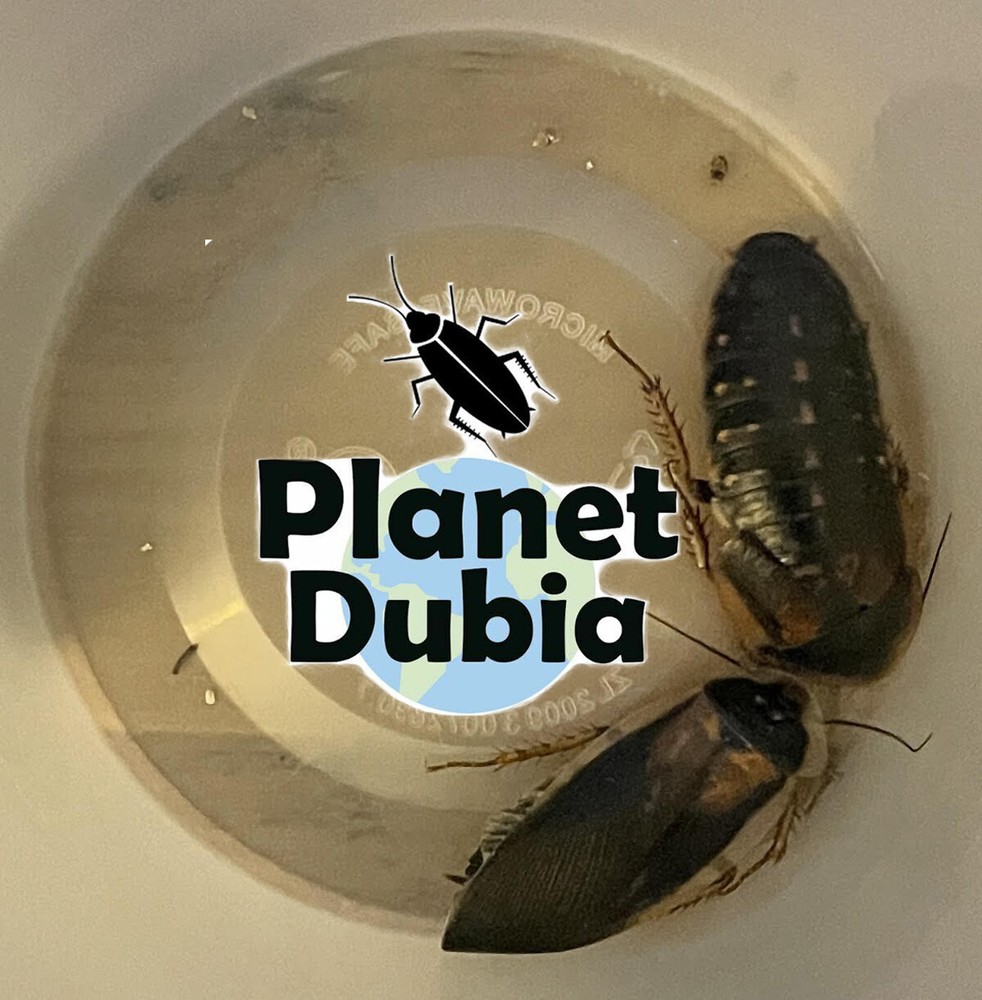 55 Dubia Feeder Roaches [20 Males 35 Females] Adult Blaptica Dubia Roaches