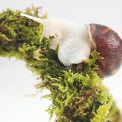 12 Inch Pet Snail Climbing Toys Terrarium Accessories Snail Habitat Enrichment
