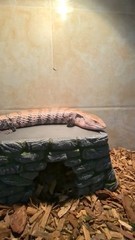 3-in-1 Bearded Dragon Basking Platform & Hideout, Reptile Cave with Food Bowl, T