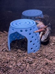 Hermit Crab Hideout Climbing Dome Cave Hermit Crab Pet Supplies Ornament Toys