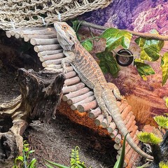 HERCOCCI Bearded Dragon Tank Accessories, Reptile Mat Bridge Hammock Flexible…
