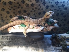 JOHN DEER PRINTS LRG RESTING BEIGE BED COVERS ONLY NO FRAME BED 4 BEARDED DRAGON