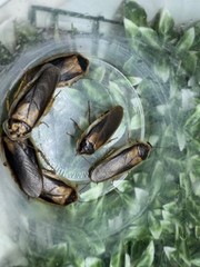 Dubia Feeder Roaches Arboreal Attitudes LLC (Blaptica Dubia)