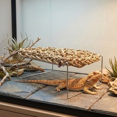 Bearded Dragon Recliner Climbing Habitat Decor Bed for Reptile Basking