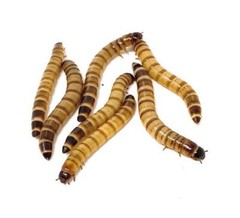 1/2 lb Wheat Bran Bedding/Gutload for Mealworms and Superworms Five-Star Feeders