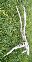 Large Natural Driftwood for Fish & Reptile Aquariums, Crafts, Decor 36x16x7