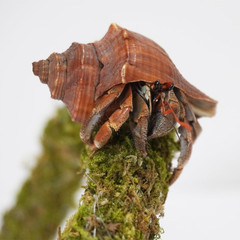 25 Inch Hermit Crab Climbing Toys, Bendable Hermit Crab Supplies, Ideal Hermit