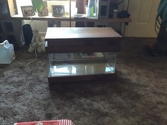 10 gallon Antique Display Terrarium