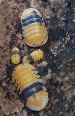 Amber Isopods – Live Isopods – Bioactive Clean-Up Crew – 10+ Count CUBARIS