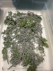 1000CT Medium Size Live Silkworms+4 sandwich bags of mulberry leaves