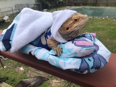 LILO & STITCH PRINTS DESIGN LRG ATTACHABLE RESTING BED COVER 4 BEARDED DRAGONS