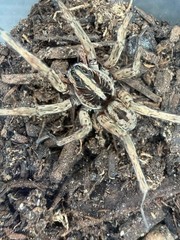 Pine Giant Wolf Spider (Hogna sp. “Pine Giant”) – 1-2 in