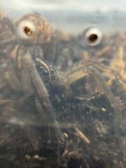 Vantablack Wolf Spider (Tigrosa helluo) – 3/4-1 in