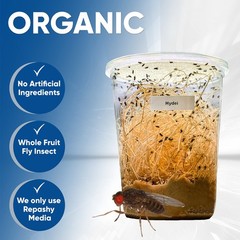 2pk Flightless Fruit Flies 32oz – NEW Hydei Fruitfly Culture Feeders