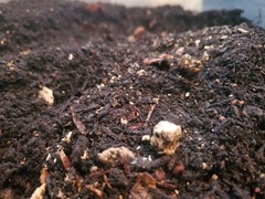 Premium Isopod Substrate – Nutrient-Rich Bioactive Terrarium Mix
