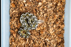 Coconut Husk Reptile Substrate 10 Lb Block Terrarium Bedding Habitat Dirt