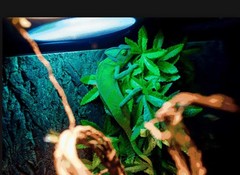 2 Pack Reptile Silk Plants with Suction Cups – Realistic Climbing Vines & Gra…