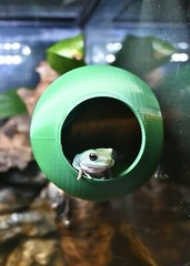 Gecko Frog Ball Cave Hide Amphibian Reptile Tank Enrichment Decor Decoration