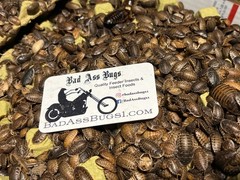 Large dubia roaches