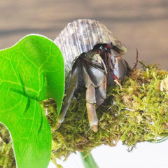 Hermit Crab Climbing Toy with Artificial Vines, 25 Inch Bendable Hermit Crab Sup