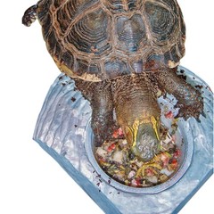 Box Turtle Food Instant Meal for Reptiles – Nutritious Turtle Food, Tortoise …
