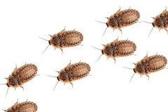 Reptile Feeder Bugs: 100 – 500 Large Dubia Roaches (3/4 – 7/8 in) Free Shipping