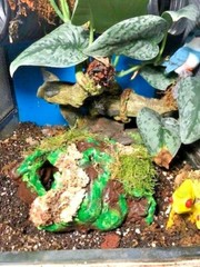 Arboreal Attitudes Weighted Ground Hides For Terrariums And Cages For Reptiles