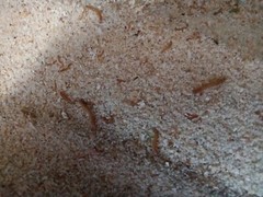 Mealworms