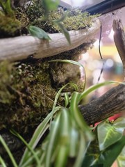 CUSTOM BIOACTIVE CRESTED GECKO ENCLOSURE