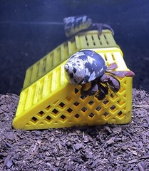 Hermit Crab Climbing Hideout Cave Hermit Crab Tank Toys Decoration Accessories